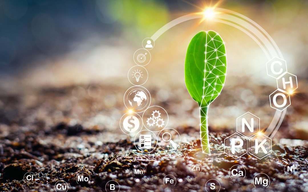 Fortaleciendo el suelo: la clave para un cultivo sano y libre de plagas